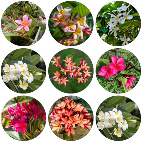 frangipani blumenbeet balkon heilkräuter indoor garten wildblumen balkonblumen pflanzensamen zimmerpflanzen gartenblumen winterharte stauden für pralle sonne frühlingsblumen 10samen