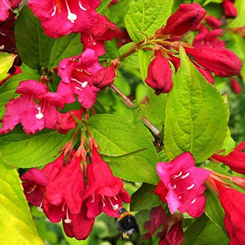 Weigela Florida 'Rubidor' Deciduous Hardy Compact Shrub Garden Plant | 9cm Pot