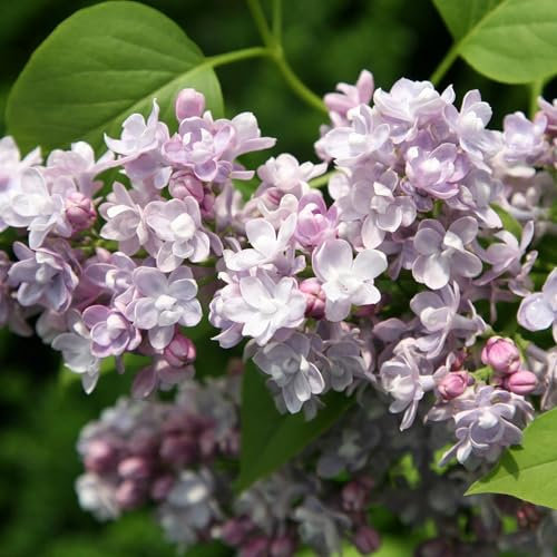 Plant Theory Katherine Havemeyer Common Lilac Syringa Vulgaris Shrub Plant 3L Pot