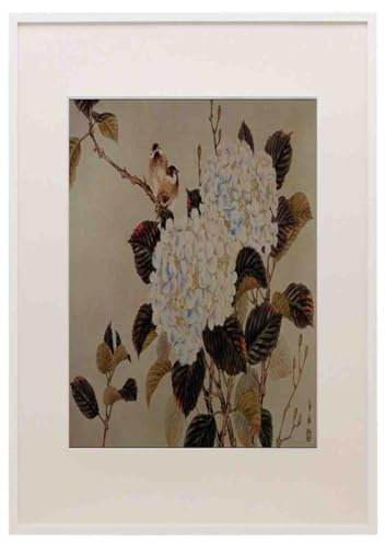 500098 Hortensia Unknown Artist A3 A4 Framed Print Picture