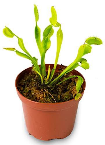Live Venus Flytrap Plant-Dionaea Muscipula, Carniverous Venus Flytrap Plant in 3 Pot with Sphagnum Moss