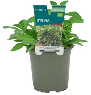 Verdecora Estevia en maceta Ø11cm | Stevia rebaudiana | Planta de Interior y Exterior | Hojas Dulces y Naturales | Ideal para Endulzar y Decoración