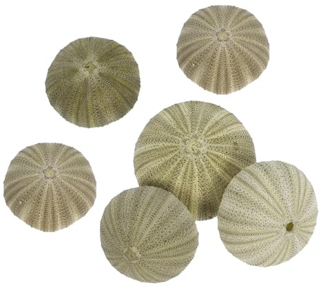 IMIKEYA 6 Stück Natürliche Seeigelmuscheln Muscheldekoration Küsteneleganz Selbstgemacht Bastelmaterialien Stranddeko für Zuhause