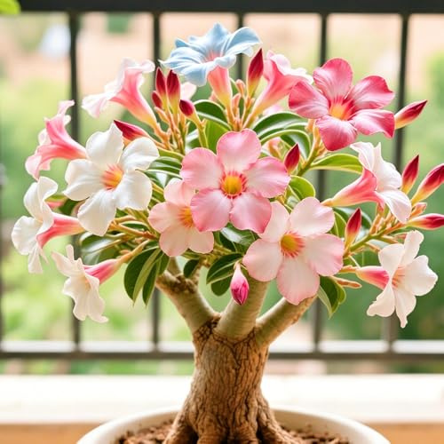 Adenium obesum - Rosa del deserto rampicante balcone rialzato letto giardino 5Rhizome