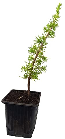 Seedeo® Atlaszeder (Cedrus atlantica) ca. 20 cm - 30 cm hoch