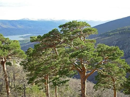 30 Waldkiefernsamen (Pinus Sylvestris)