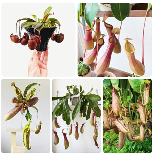 nepenthes kannenpflanze samen- Fleischfressende pflanzen samen, pflanzen echt，bonsai topf bonsai samen，winterharte pflanzen für garten exotische samen，deko garten geschenke für 200pcs