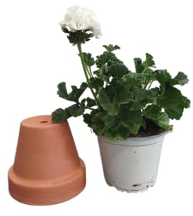 DECOALIVE Geranio Blanco – Planta Natural en Maceta – Flores de Exterior para Balcón y Terraza