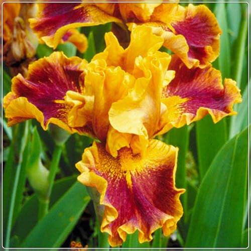 Bearded Iris Bulbs for Planting,Bearded Iris Bulbs Mix,Excellent Display Indoor Perennial Balcony Garden Bulbs,Bearded Iris,Flowering Rhizome-3bulbs-D