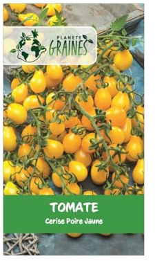 15 graines de tomate poire jaune yellow pear - variété ancienne productive et décorative - sachet de semences potagères