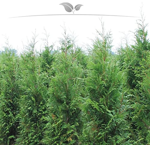 Lebensbaum Thuja plicata Atrovirens 140-160 cm. Angebot: 10-150 Heckenpflanzen. Vergleichbar mit dem Thuja Brabant; winterharte & immergrüne Konifere. Thuja Hecke als Sichtschutz | Inkl. Versand
