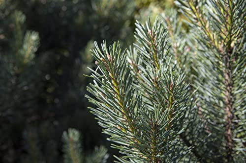 Pinus sylvestris 'Watereri' 25–30 cm – Winterhart, Immergrün, Pflegeleicht – Waldkiefer – Konifere für Steingarten & Kübel
