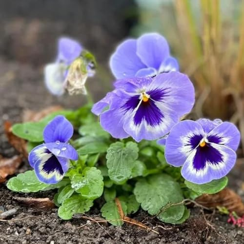 Semi di viola del pensiero, regali sostenibili Le da giardino sono Le da giardino 600pcs