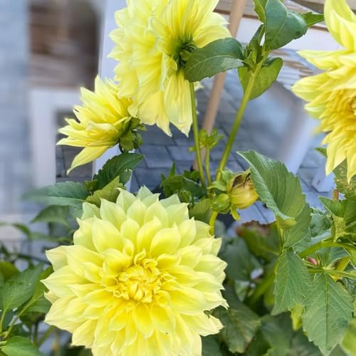 tuberi di dalia resistenti, balcone rialzato con letto giardino roccioso giardino interno balcone interno d'appartamento esotiche 15pcs
