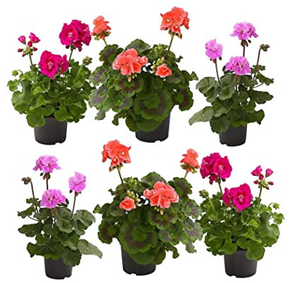 Geranios Naturales Pack de 6 Plantas con Flores de Colores para Jardín