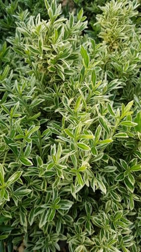 Euonymus japonicus 'Microphyllus Albovariegatus' / Fusain du Japon/Conteneur de 3 à 4 litres