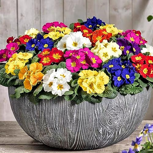 primeln blumensaat balkonpflanze büropflanzen bonsai topf blumenbeet balkon dachbegrünung exotische zimmerpflanzen balkonpflanzen frühling blumenwiesensaat wildblumensamen 250samen