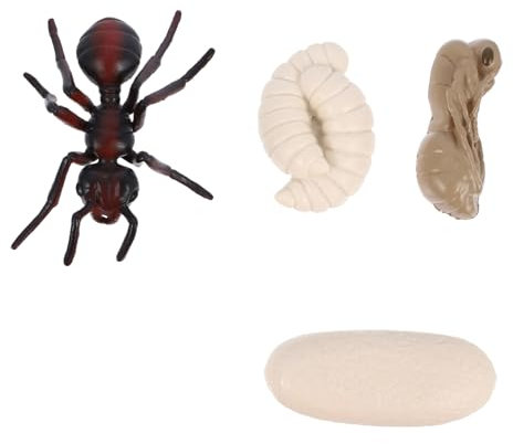 GARVALON Wachstumszyklusmodell Aus PVC Simulationsornament Lernmaterial Für Kinder