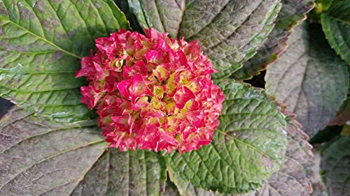 Hydrangea macrophylla 'Leuchtfeuer' / Hortensia rouge 'Leuchtfeuer' / Conteneur de 7 à 10 litres