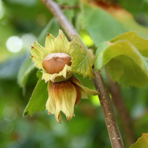 Pianta vera di Nocciolo Tonda Gentile delle Langhe - Diametro Vaso Ø 20 cm