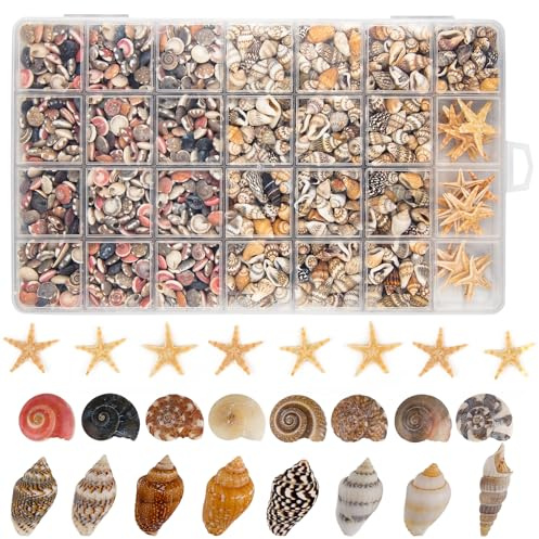 SKOOLOVE 1200 conchas pequeñas y 30 estrellas de mar, conchas de playa mixtas para decoración del hogar, fiestas en la playa, acuarios, manualidades, rellenos de jarrones y velas de playa