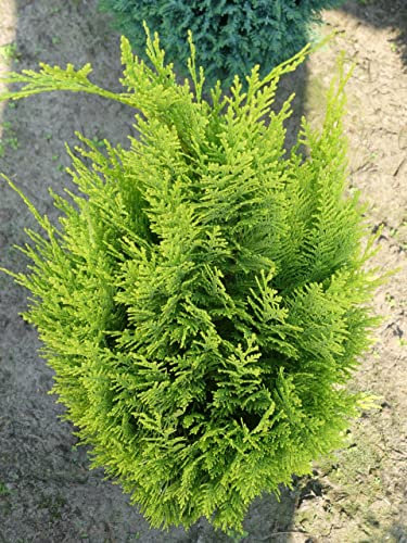 Chamaecyparis lawsoniana Erecta Aurea - Zypresse Erecta Aurea 40-50