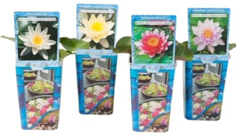 IFLO® Seerosen Set winterhart Nymphaea Teichpflanzen für Gartenteich & Miniteich, Wasserpflanzen für Fass & Terrassenteich, mehrjährig, 4 Rhizome weiß,gelb,rosa und rot
