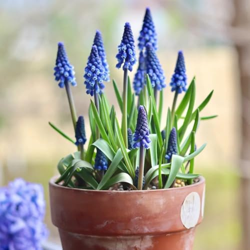 3bulbi di giacinti - giacinti - resistenti, balconi di primaverili da sono perenni, resistenti, balcone