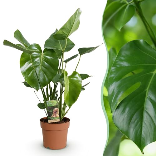 Monstera Deliciosa - Lochpflanze - Pflegeleicht - Grün - 50-55cm - Ø17cm - Zimmerpflanze - Immergrün