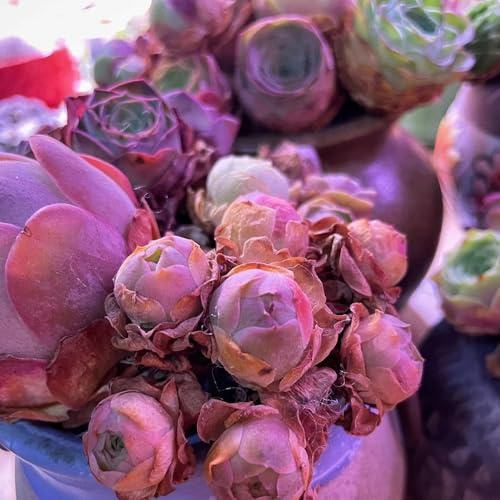 Comprar semillas de suculentas, resistentes para el jardín de interior perenne silvestres 300pcs