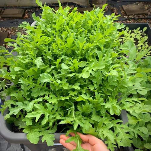 semi di rucola resistente - balcone, decorazioni 550pcs