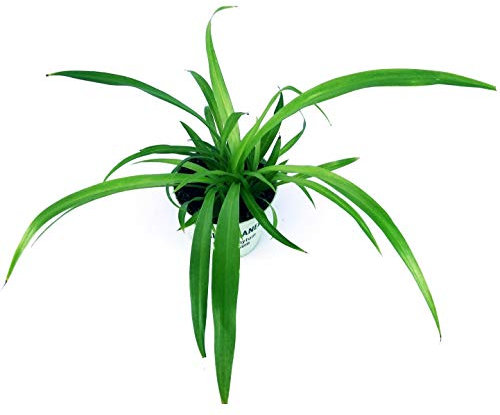 POWERS TO FLOWERS - CHLOROPHYTUM VERDE, FALANGIO, VASO 12CM, pianta vera