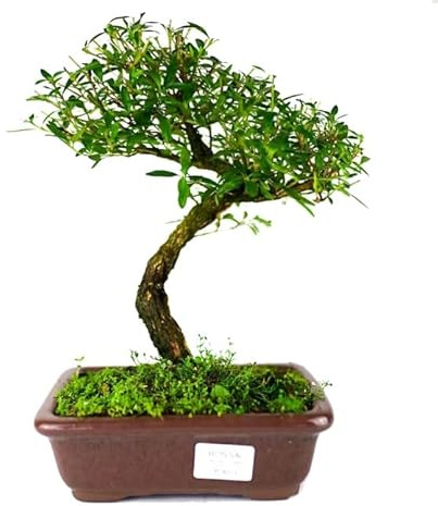 Bonsai de Serissa Phoetida Natural Árbol Originario del Sudeste de Asia