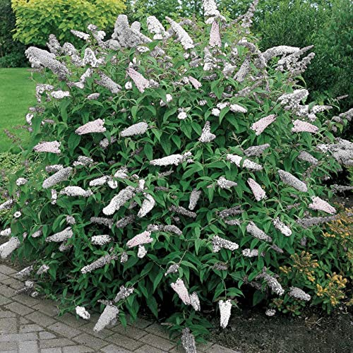 1 X BUDDLEIA DAVIDII WEISS PROFUSION IM 17CM TOPF SCHMETTERLINGSFLIEDER LAUBSTRAUCH GARTENPFLANZE