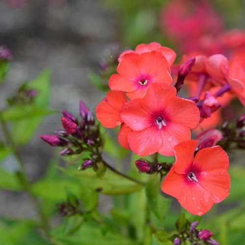 6 x Phlox Paniculata 'Orange Perfection' - Perenni Vaso 9cm x 9cm