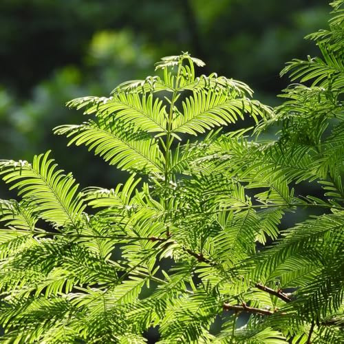300 piezas Semillas de secuoya primitiva bonsai decorativa de oficina balcon interior purificadoras aire jardín