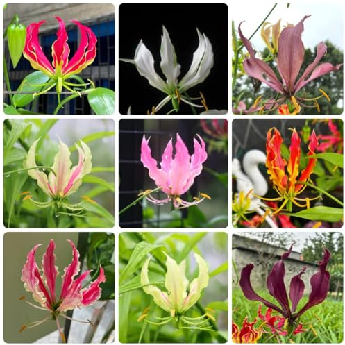 Bulbos de lirio de fuego - raras decoraciones florales. gloriosa superba - las son resistentes para lugares soleados 8pcs