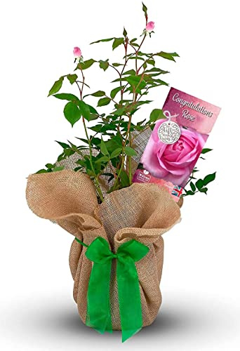 Rose Bush Congratulations Gift Wrapped Plant - Pink Rose for That Special Moment - Gift Rose Bush for The Garden