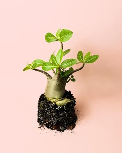 PUR PLANT | Baobab Adenium ansu | Plantas Naturales Interior Con Elegancia Escultórica | Plantas Naturales Exterior Resistentes | Maceta de Ø12 cm