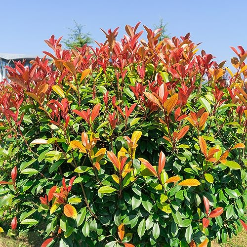60 pz semi di nespolo rosso e pettirosso - balcone resistenti perenni esotiche vecchie varietà