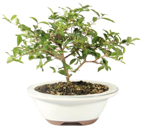 Brussel's Bonsai Live Barbados Cherry Bonsai Tree - Indoor Live Bonsai Tree with Ceramic Bonsai Pot