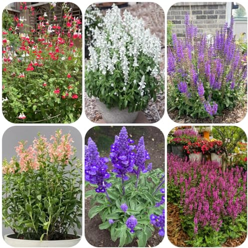 semi di salvia biologici, giardino semi di farfalle luoghi soleggiati semina autunnale del come per ospiti 500pcs