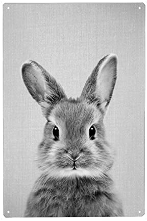 artboxONE Metall-Poster 40x60 cm Natur Baby-Kaninchen - Schwarz & Weiß von Künstler Gal Design