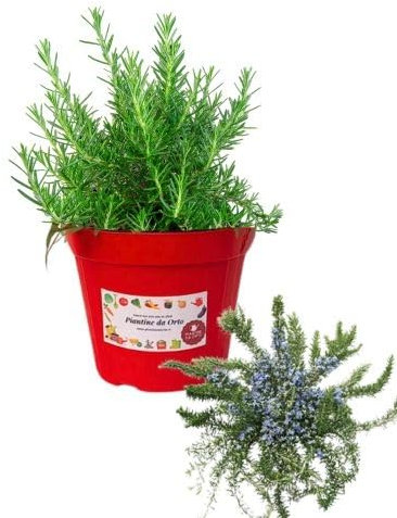 P. Piantine da Orto | Rosmarino Prostrato, Pianta in Vaso Diametro 14 cm, Pianta Pronta per il Trapianto, Pianta Vera da Esterno, Piantina Aromatica per Balcone o Terrazzo, Vivaio Italiano