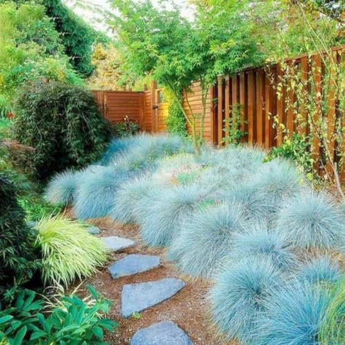 150 Graines Semences - FETUQUE GRIS BLEUTE - Festuca glauca - rocaille massif plante vivace persistante - 97