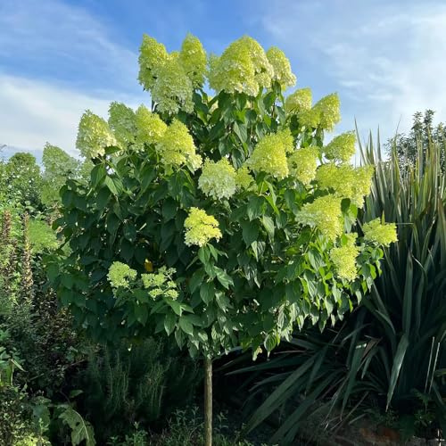 semi di ortensia paniculata - decorazione raro giardino balcone 35pcs