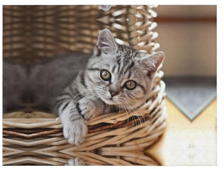 CHANGLEI Weiche Überwurfdecke für Katzen, Flanelldecke, personalisierter Druck, warm, gemütlich, vielseitige Decke (240 g) für Bett und Sofa