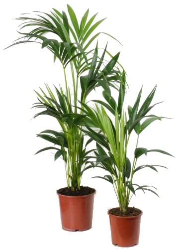 Howea Forsteriana - Plantas Vivas - Pack 2 Palmeras - Palmas Kentia para el Hogar