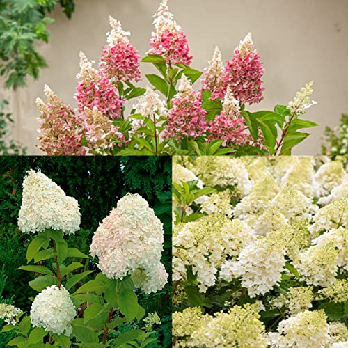 Plant in a Box - Ortensia hydrangea paniculata Mix x3 - Ortensia hydrangea Paniculata 'Pink Lady', 'Phantom', 'Silver Dollar' - Perfetta per il giardino! - Vaso 9cm - Altezza 25-35cm