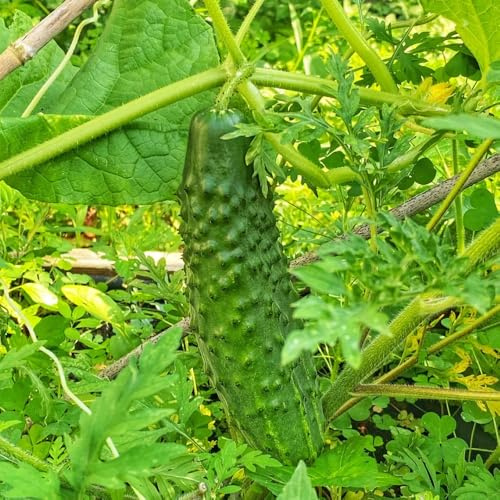 semillas de pepino al aire libre - exterior Variedades antiguas jardín resistentes trepadora balcón 25pcs